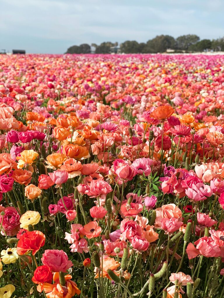 Carlsbad, Flower Fields